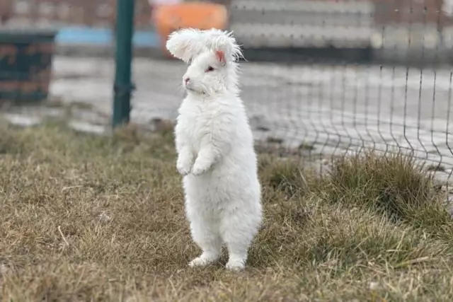 turkiye de nesli tukenen ankara tavsani 2 19514703 o