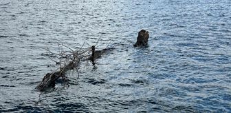Yalova'da denizdeki ağaç gövdesi ekiplerce kıyıya çıkartıldı