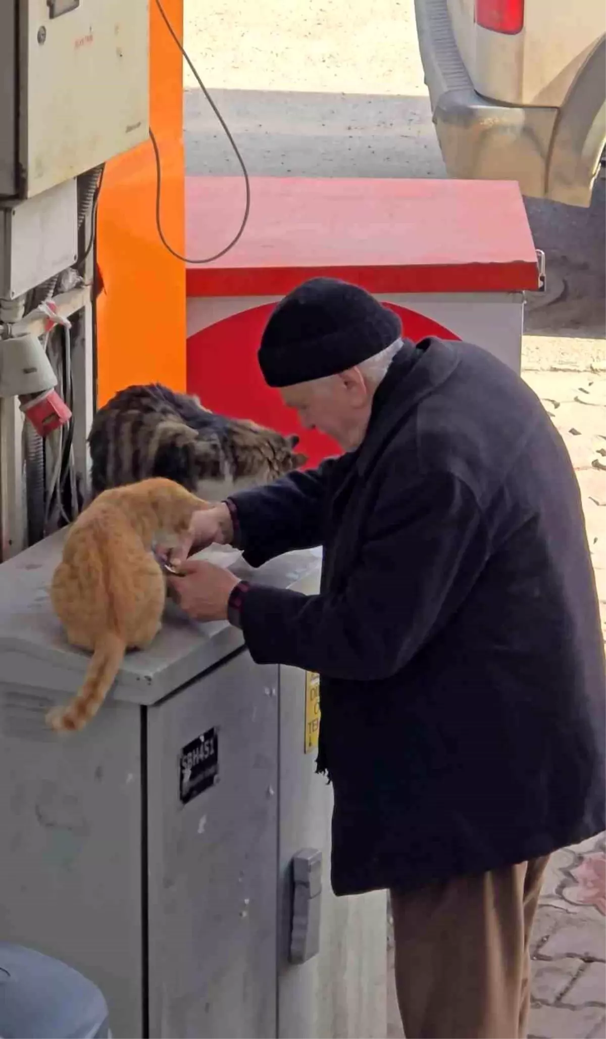 Yaşlı adamın sokak kedilerine şefkati yürekleri ısıttı