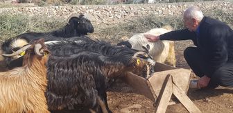 6 ŞUBAT DEPREMLERİNİN ÜÇÜNCÜ YILI - Depremde hayvanlarını kaybeden üretici, devlet desteğiyle yeniden sürü sahibi oldu