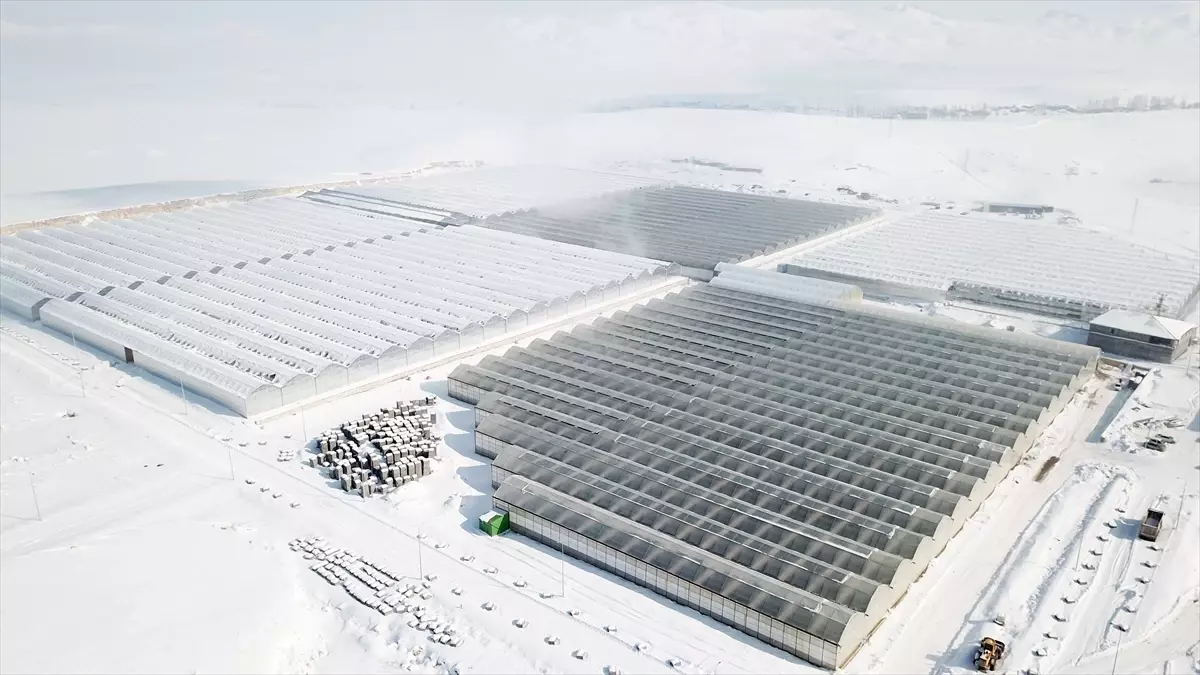 Ağrı'da dondurucu soğuklarda termal suyla ısıtılan seralarda her mevsim domates üretiliyor