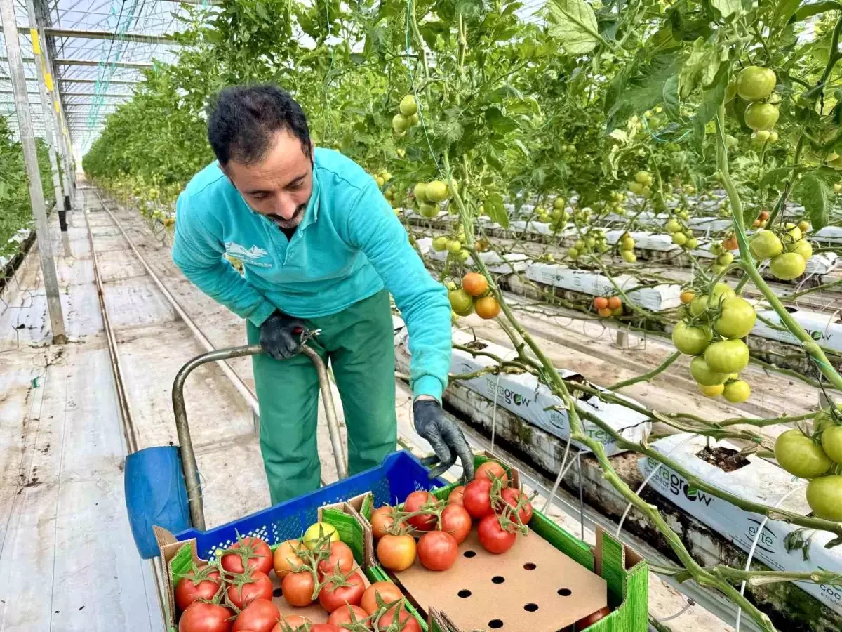 Ağrı'da, jeotermal serada üretilen ürünler Avrupa pazarına açılıyor
