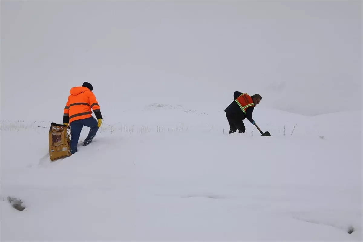 Başkale'de yaban hayvanları için doğaya yem bırakıldı