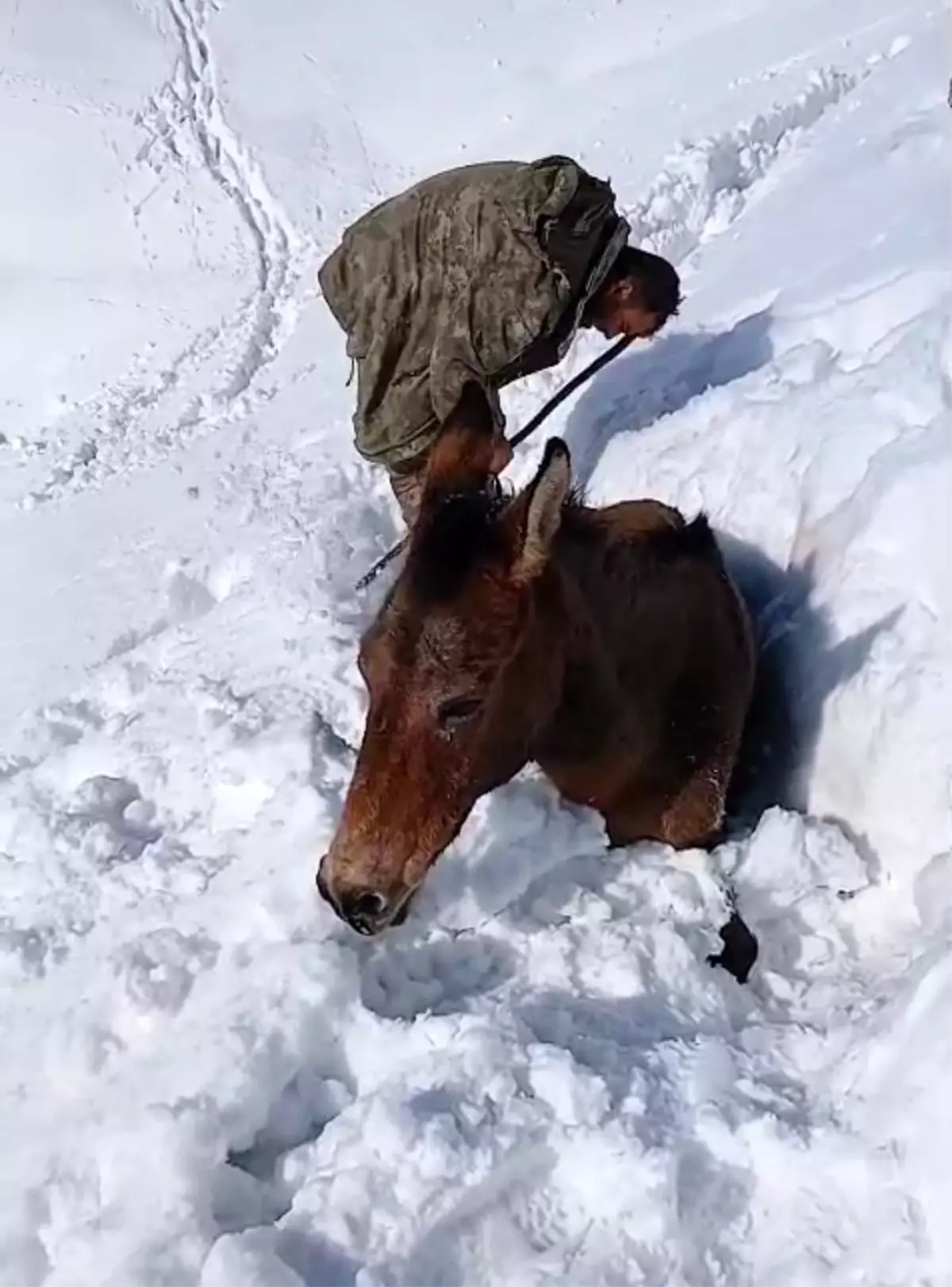 Dağda karda mahsur kalan katırlar kurtarıldı