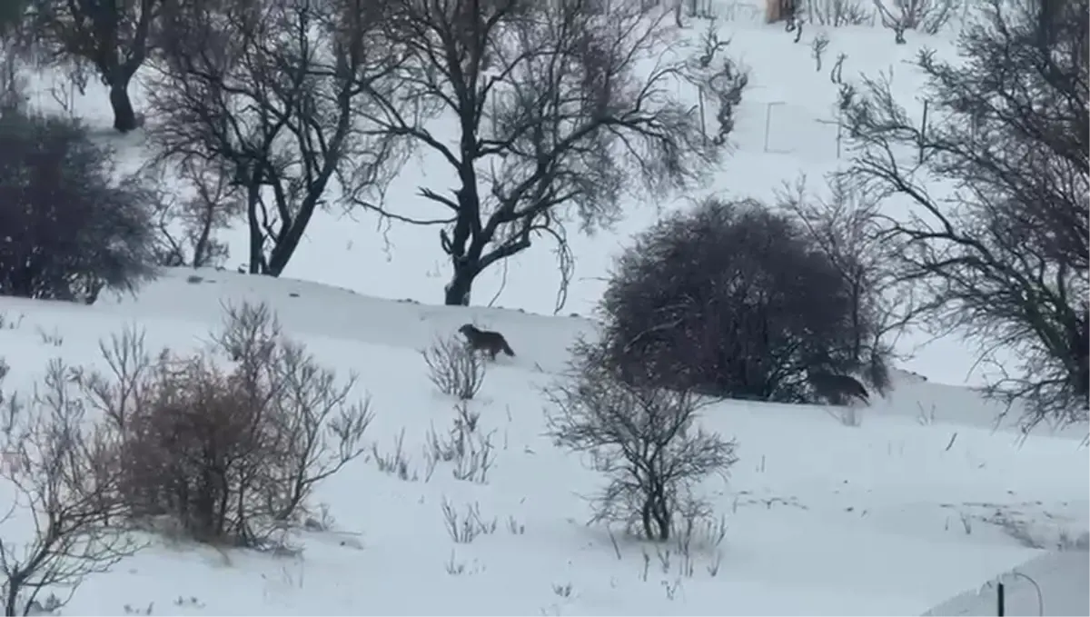 Gercüş'te aç kalan kurtlar, yerleşim alanına indi