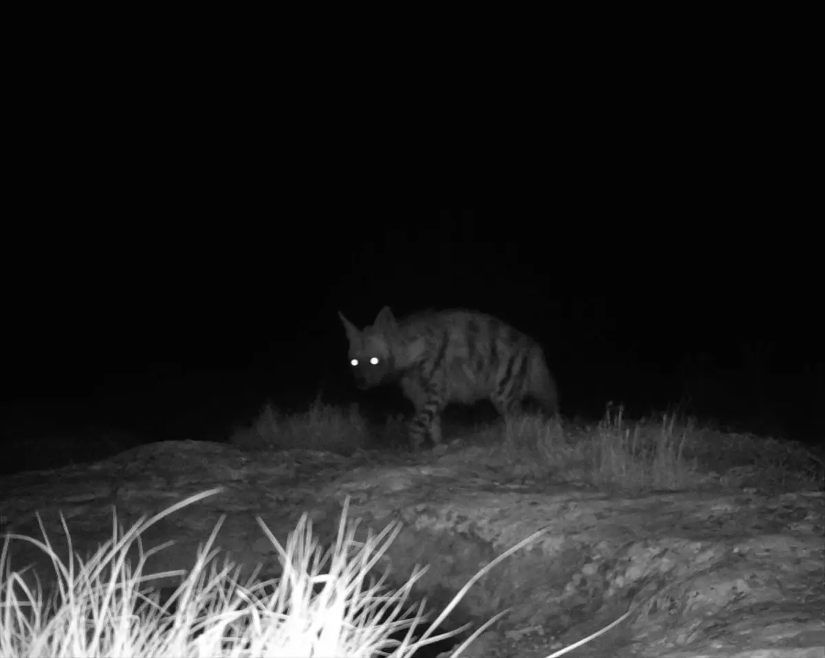 Hatay'da çizgili sırtlan ve dağ ceylanı fotokapanla görüntülendi