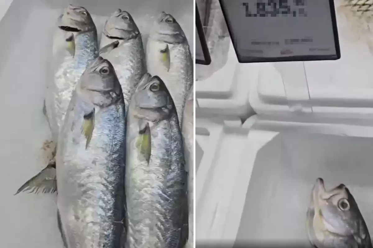 Markette satılan balığın fiyatını duyunca büyük şaşkınlık yaşadı