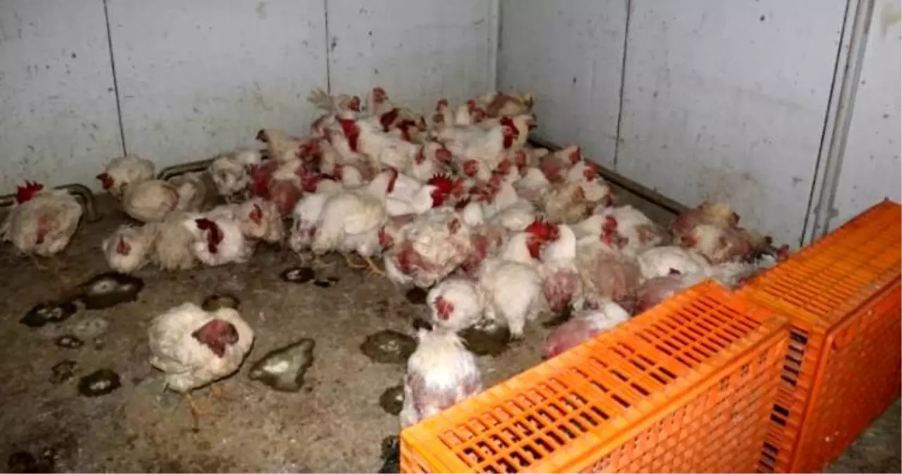 Sakarya'da tavuk çiftliğine biyogüvenlik kısıtlaması