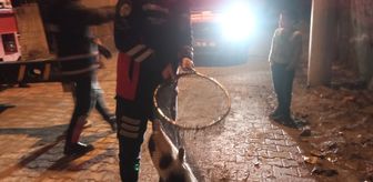 Şırnak'ta ayağı demir korkuluklara sıkışan kedi itfaiye ekiplerince kurtarıldı