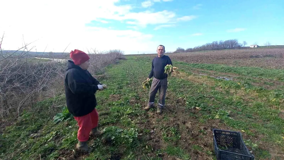 Toprağa emek, çocuklara gelecek: Karı-koca dört mevsim tarlada çalışıyor