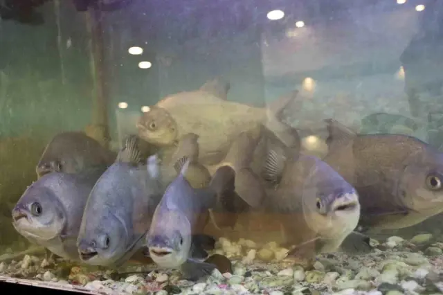 8 adet pirana baligi 12 yildir kelle pacayla 19521303 o