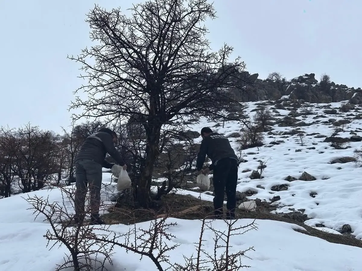 Batman'da yaban hayvanları için doğaya yem bırakıldı
