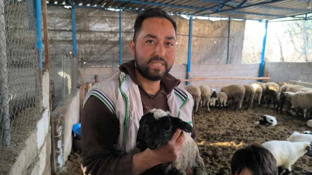 goren hayrete dusuyor 4 gozlu kuzu yasama tutundu 19521892 2747 m