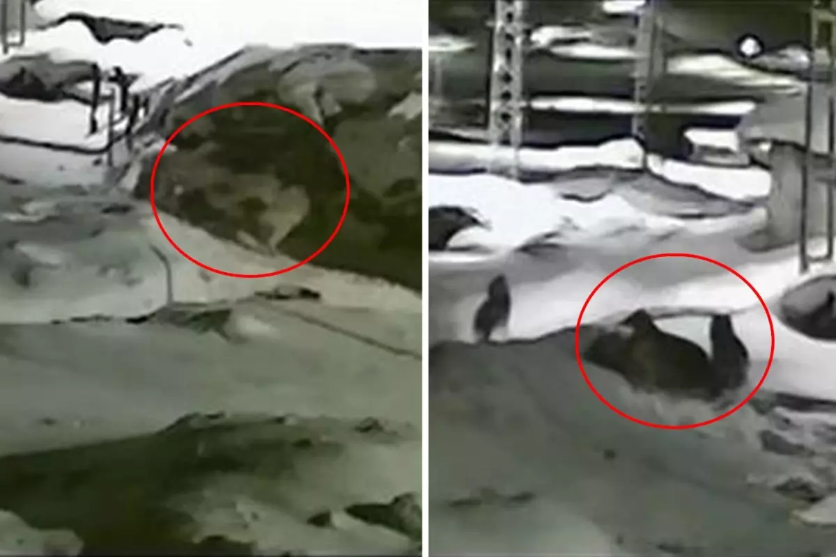 Görüntü Türkiye'nin bir ucundan: Sahibi köpeğin yakarışlarını duymayınca acı son kaçınılmaz oldu