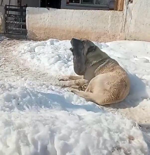 تتوالى ردود الفعل على الصورة: انظروا إلى الحالة الأخيرة لكلب كانغال الذي كان يحارب ذئبًا