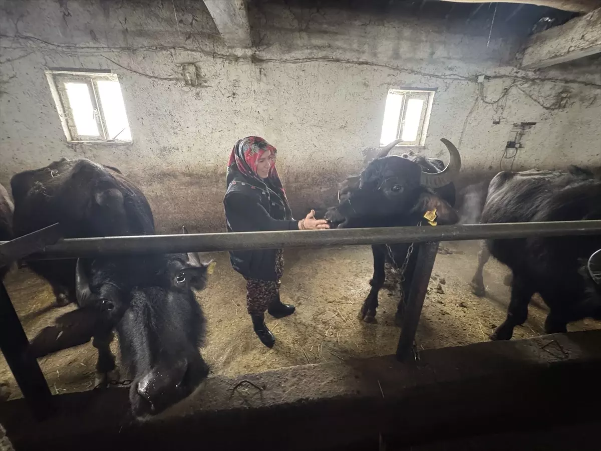 Hakkarili kadın girişimci devlet desteğiyle manda sayısını 20'ye çıkardı