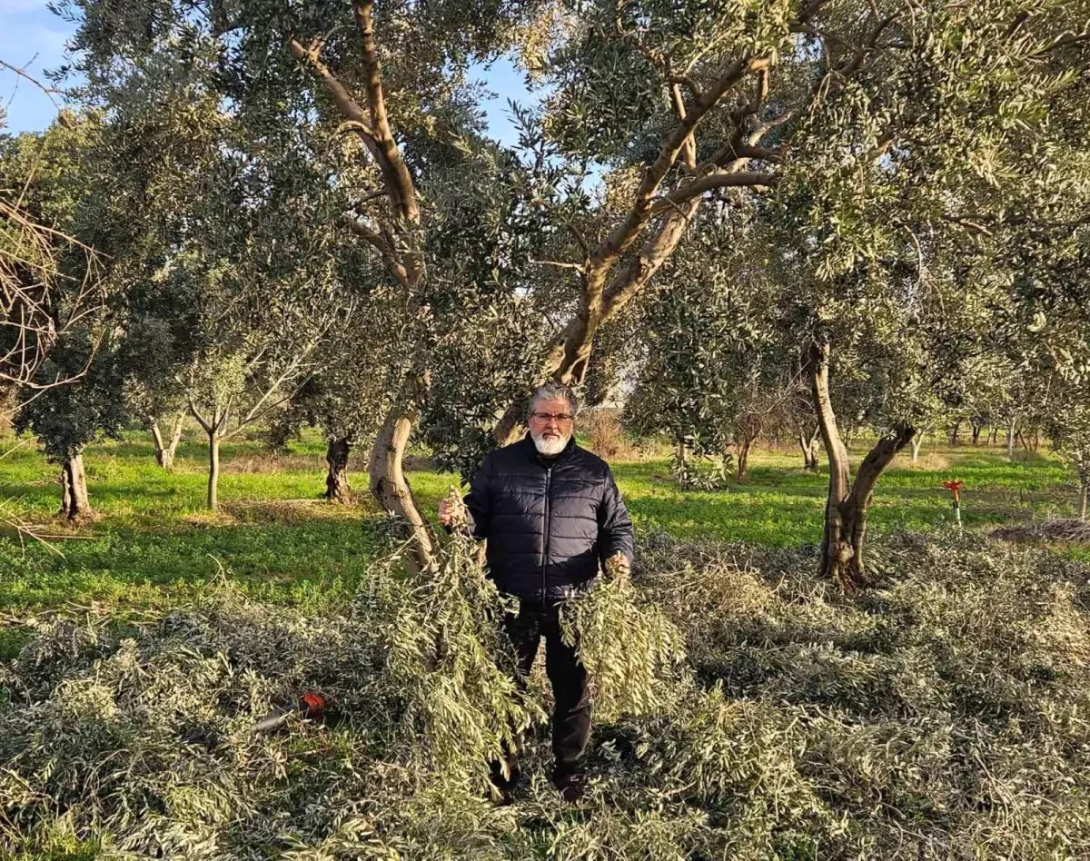 İncir ve Zeytin Bilimsel Araştırmalar Akademisi'nden yeni proje