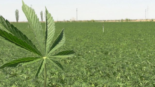 Decision Published in the Official Gazette: Approval for Hemp Production in 21 Provinces