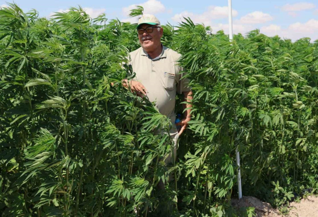 Decision Published in the Official Gazette: Approval for Hemp Production in 21 Provinces