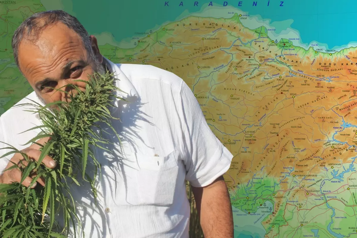 Karar Resmi Gazete'de: 21 ilde kenevir üretimine onay çıktı