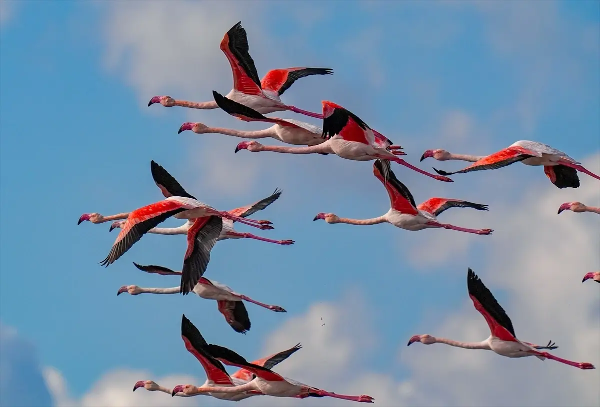 Kuraklık, Gediz Deltası'nda kirliliğin etkisini artırıyor