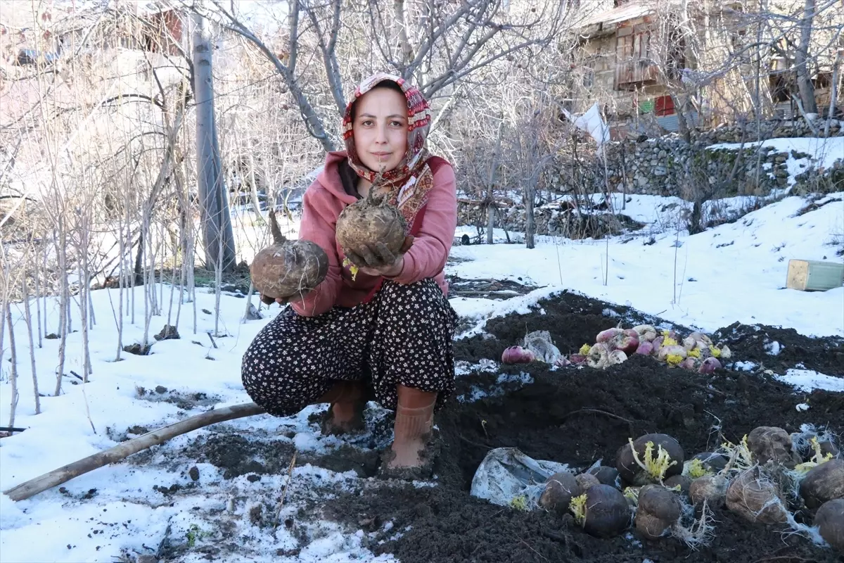 Sebzelerin tazeliğini toprak altında saklayarak koruyorlar