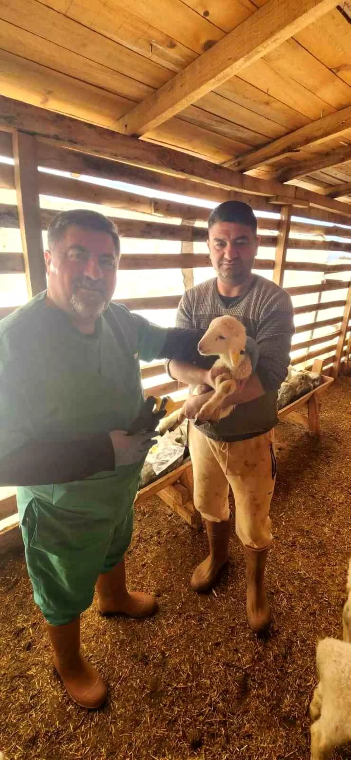 Tarım Müdürlüğü'nden Sazlı'da hayvan sağlığı mesaisi