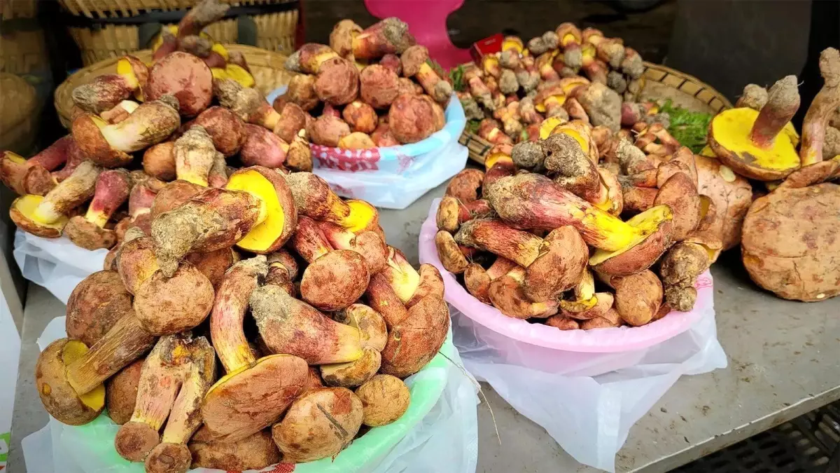 Küçük insancıklar görmeye yol açan mantarın gizemi