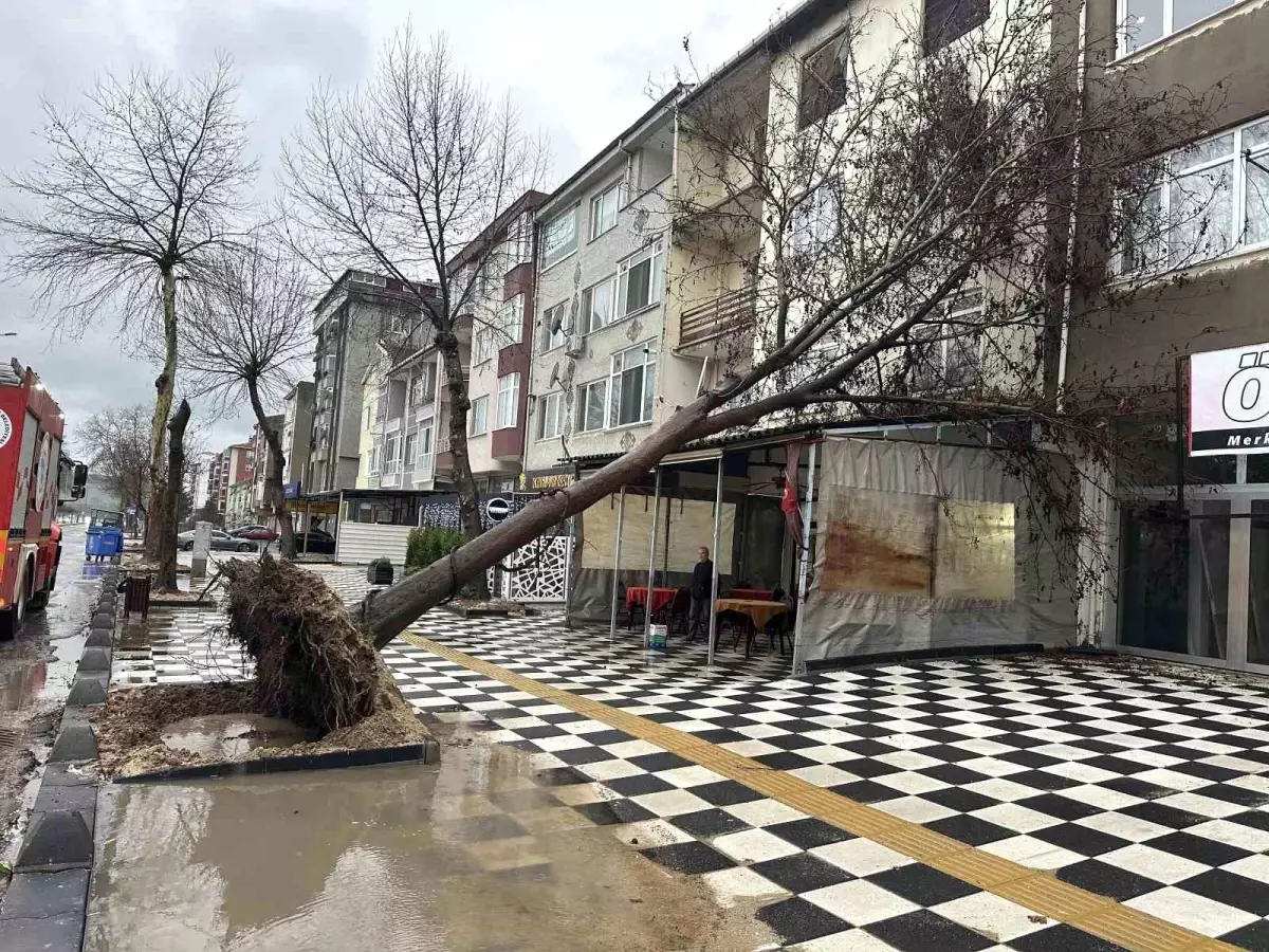 Muratlı'da ağaç kahvehanenin çatısına devrildi