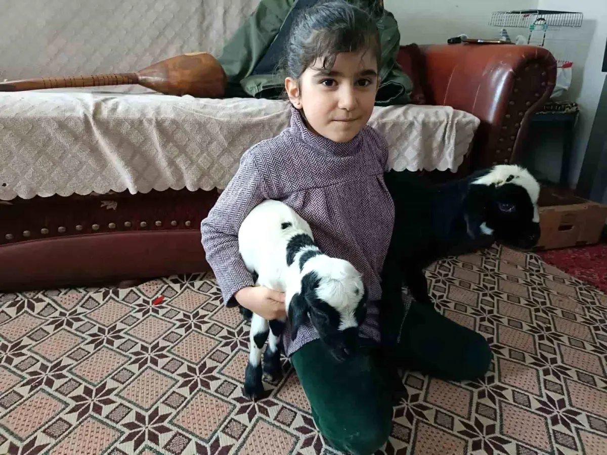 Soğuk hava kuzuları eve taşıdı: Elazığ'da yeni doğan kuzular biberonla besleniyor