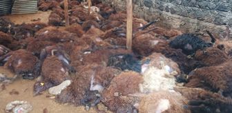Bir gecede 200 koyununu kaybeden vatandaşı ağlatacak sürpriz