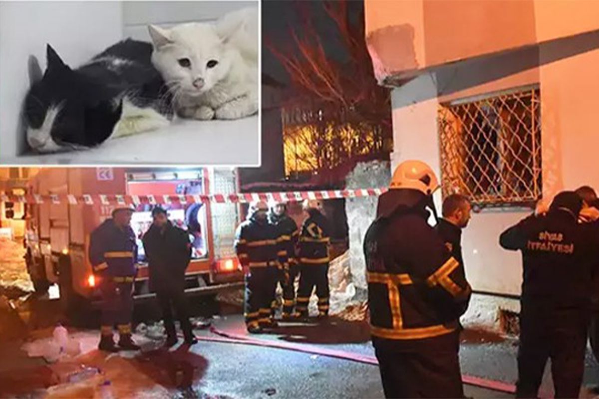 Kedilerin beslendiği evde yangın; 26 kedi öldü