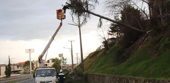 Ordu'da şiddetli rüzgarın devirdiği ağaç elektrik tellerine zarar verdi