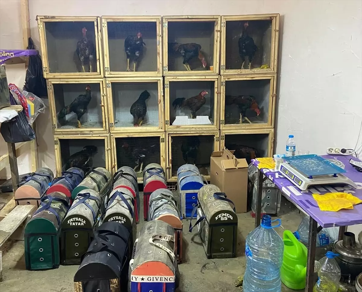 Samsun'da horoz dövüştüren 91 kişiye 1 milyon 55 bin lira ceza verildi
