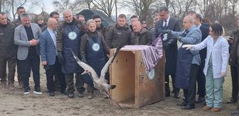 Samsun Kızılırmak Deltası'nda yaban hayvanları doğaya salındı