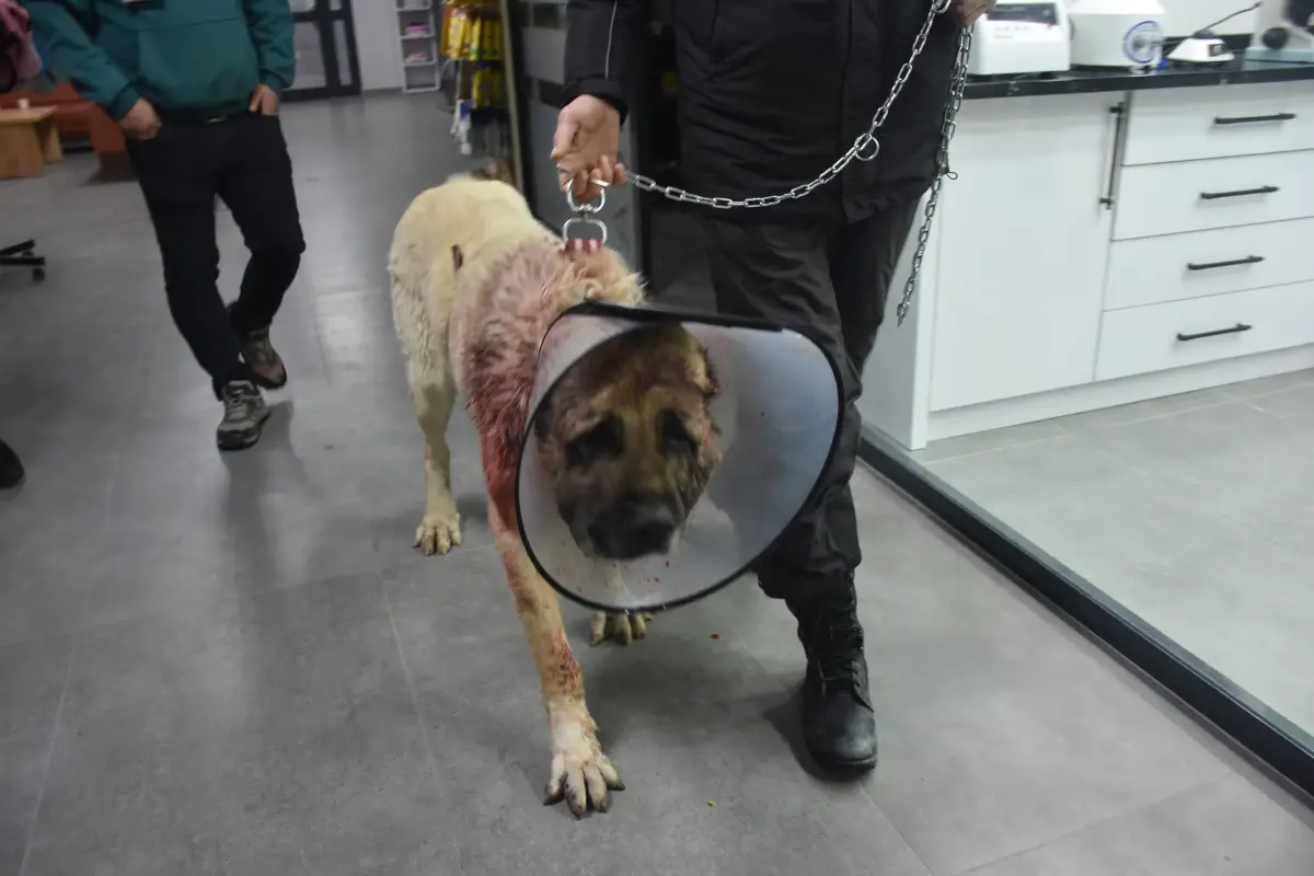 Kangal köpeğinin boğazındaki 9 kiloluk tümör operasyonla çıkarıldı
