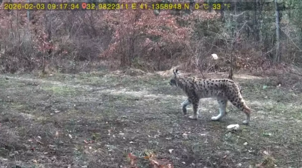Karabük'te fotokapanla vaşak ve karaca görüntülendi