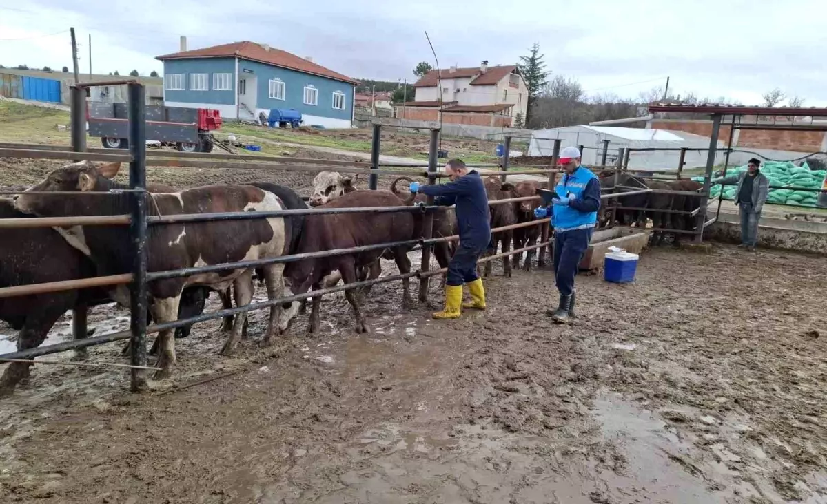 Kütahya'da ithal besilik sığırların aşılama ve sağlık kontrolleri yapıldı