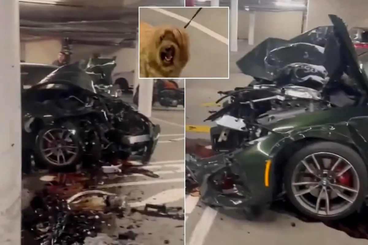 Lüks aracı otoparkta pert etti, köpek bile neye uğradığını şaşırdı