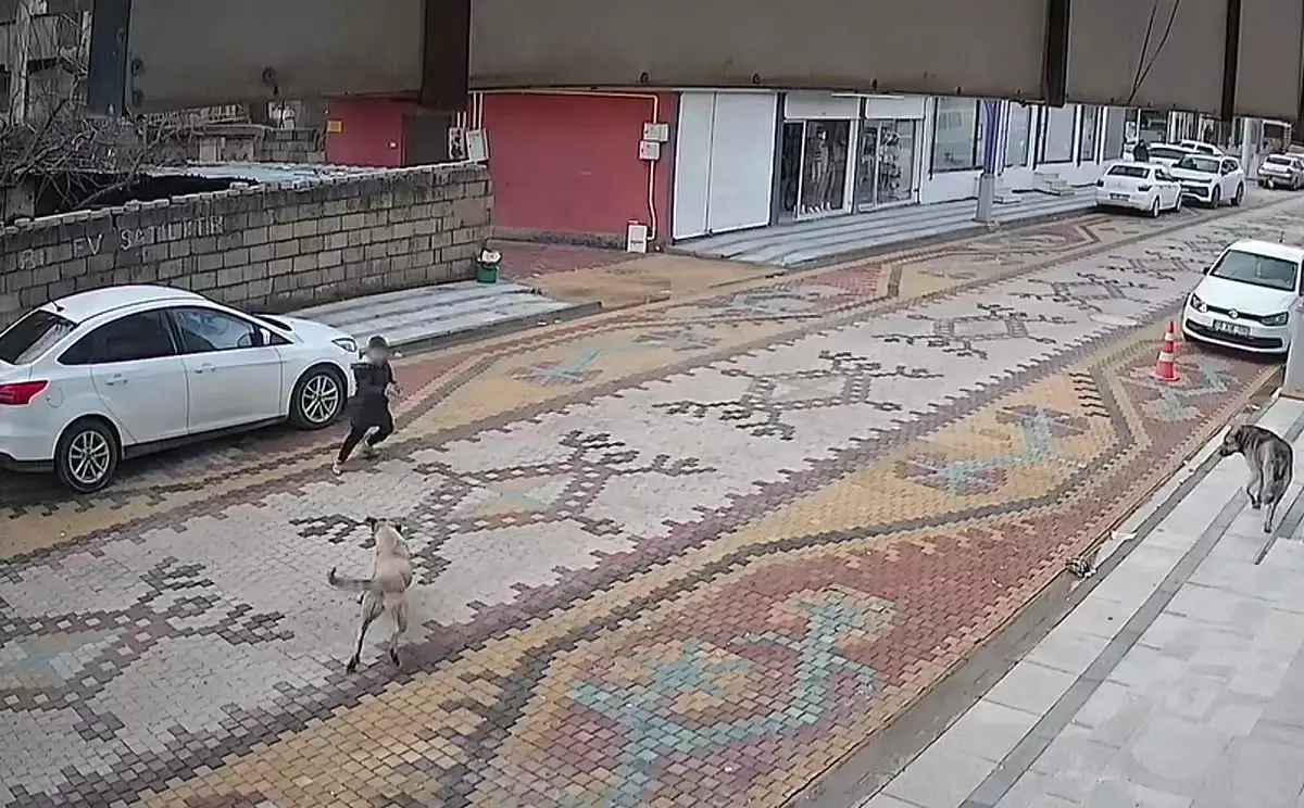 Mardin'de sokak köpeklerinin saldırdığı çocuğu esnaf kurtardı