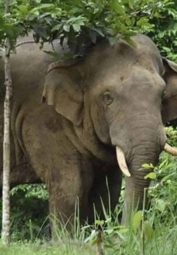 sabah yuruyusu sirasinda vahsi filin saldirisina 19531734 1307 m