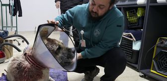 Sivas'ta Kangal köpeğine tümör ameliyatı