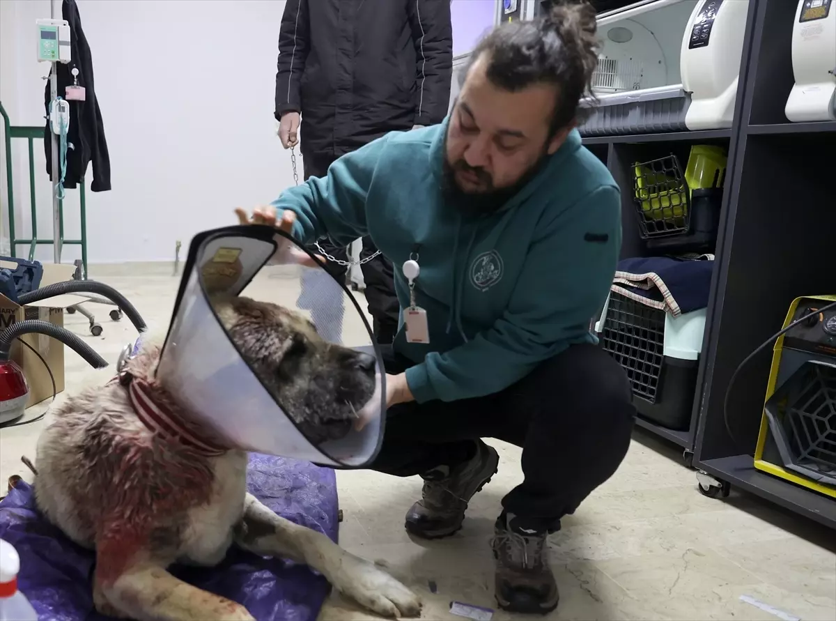 Sivas'ta Kangal köpeğine tümör ameliyatı