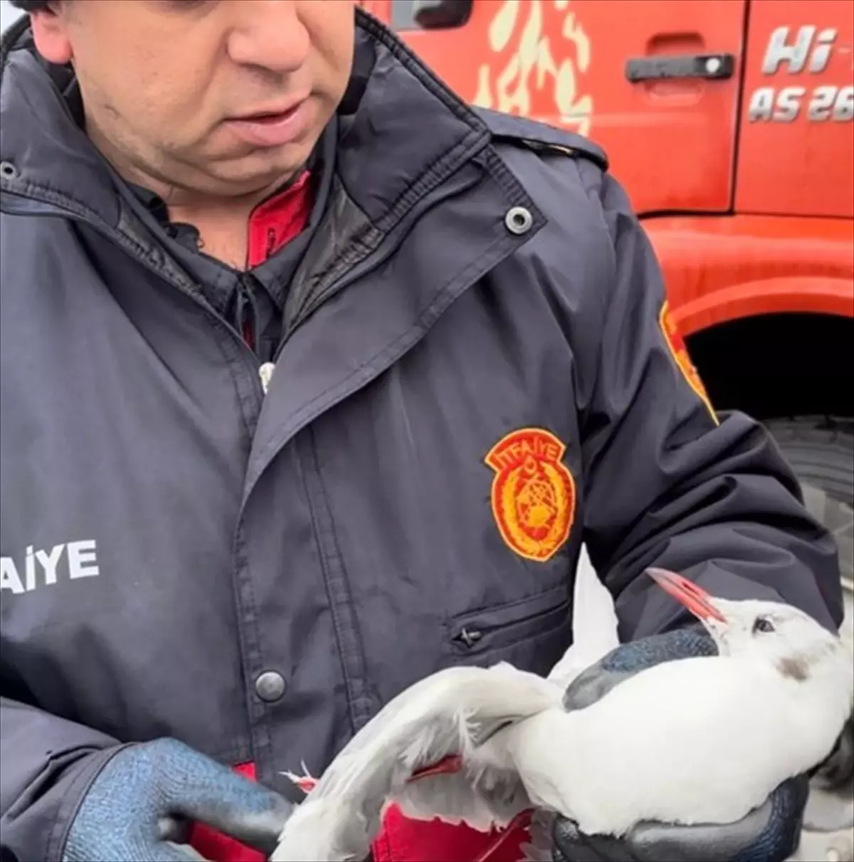 Zonguldak'ta kanadı elektrik teline takılan martı kurtarıldı