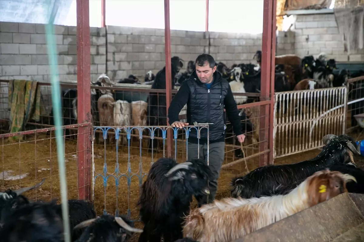 6 ŞUBAT DEPREMLERİNİN ÜÇÜNCÜ YILI - Depremde hayvanlarını kaybeden besici, üretime devlet desteğiyle tutundu