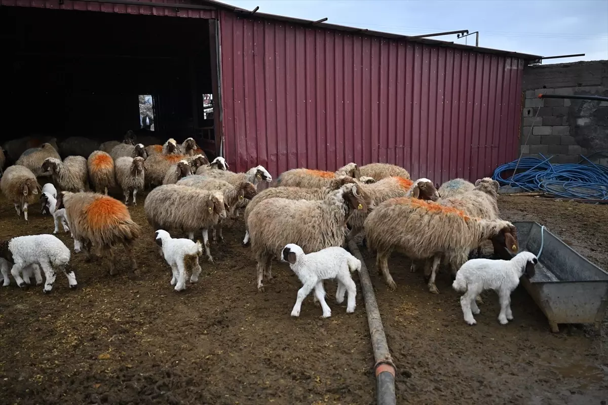 6 ŞUBAT DEPREMLERİNİN ÜÇÜNCÜ YILI - Depremde hayvanlarını kaybeden besici, devlet desteğiyle üretimini katladı
