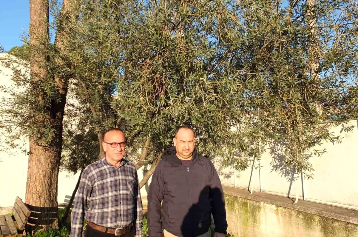 Burhaniye'de yağmurlar zeytincileri sevindirdi