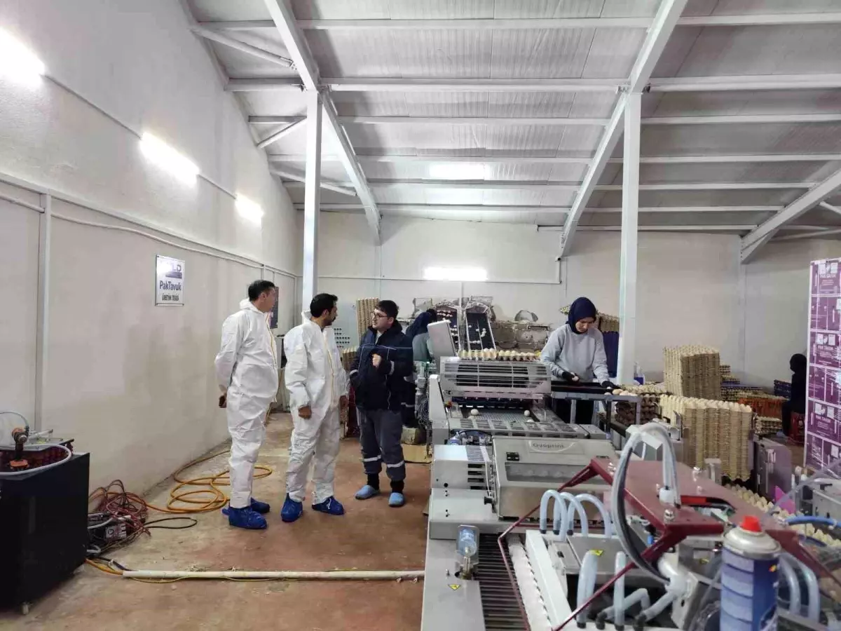 Çavdarhisar'da ticari yumurtacı kanatlı işletmesinde inceleme