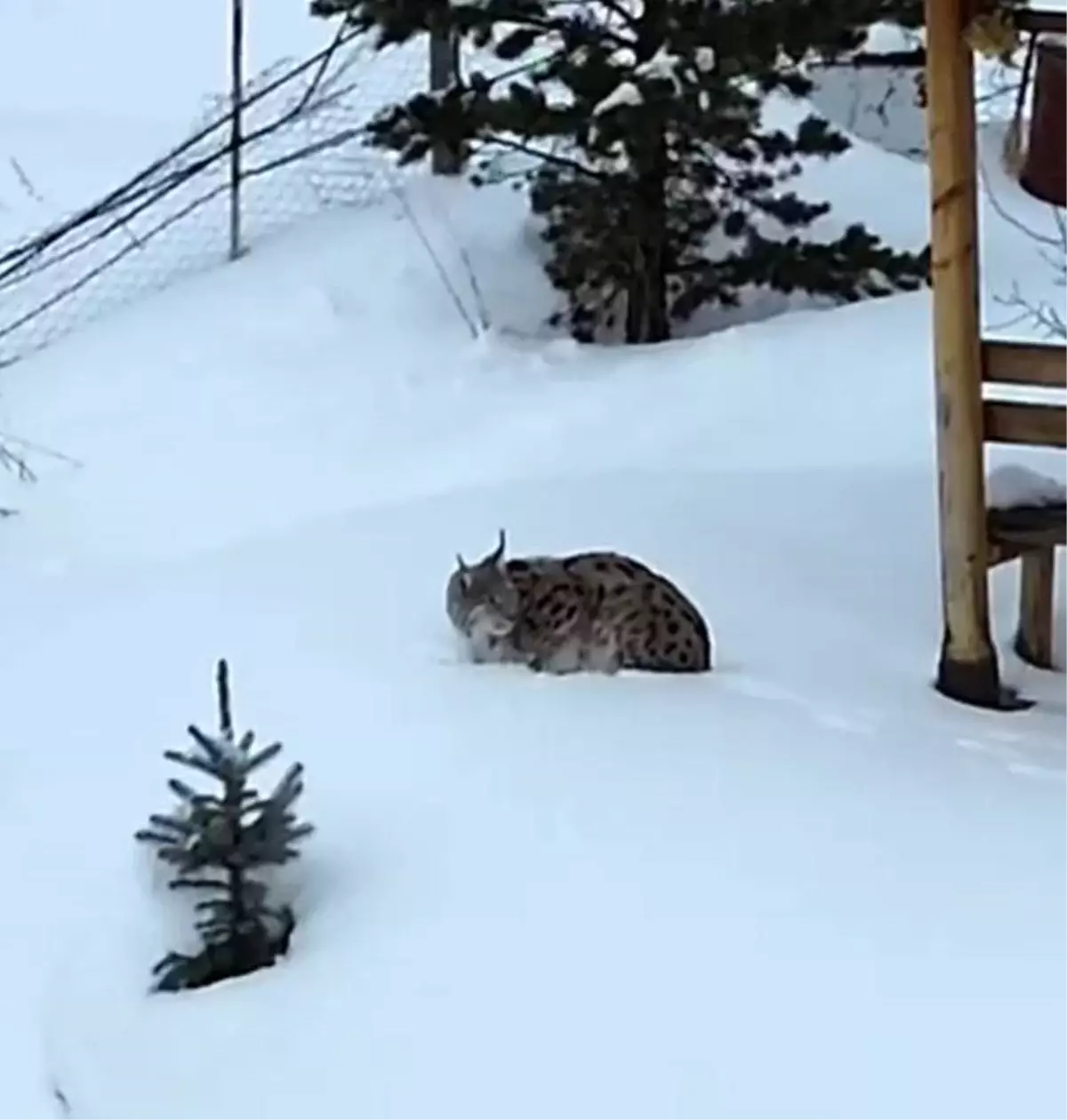 Gümüşhane'de bir evin bahçesinde vaşak görüntülendi
