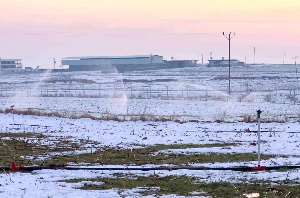 Karla kaplı arazide kaçak elektrikle sulama